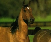 Regional Project – Labour Horse Village