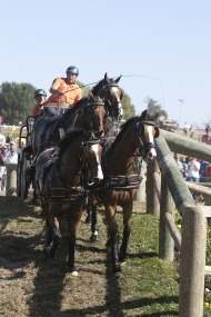 Ijsbrand Chardon in Marathon - ©Rinaldo de Craen/FEI
