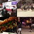 Paris Horse Fair 2013 - ©Comité d'Organisation Normandie 2014