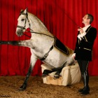 Freestyle dressage to music