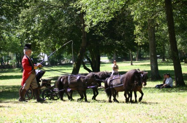 PIERIC’s miniature horses