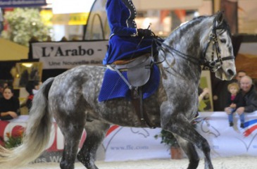 Side saddle quadrille